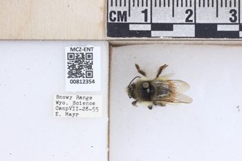 Media type: image;   Entomology 812354 Description: Specimen documentation photo of labelsfrom specimen MCZ:Ent:812354, captured on2025-04-17;  Aspect: labels
